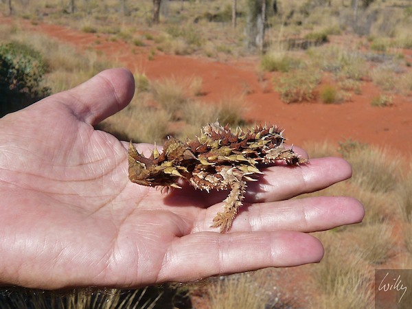 AustraliaAdelaide 10  119-1